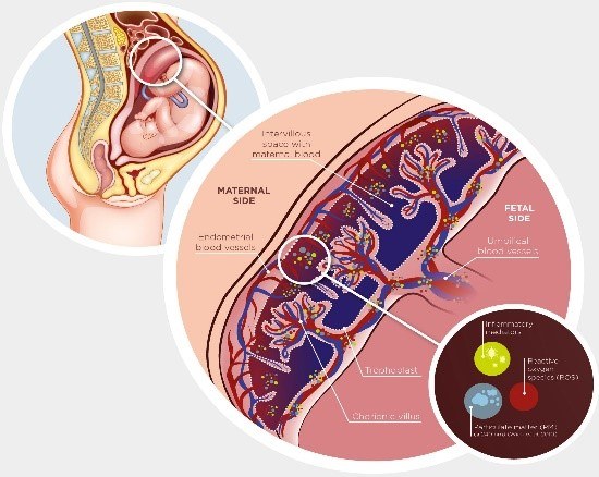 Une thèse en cotutelle UHasselt-UNamur pour comprendre l’impact du stress environnemental sur la santé 