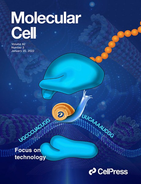 Des chercheurs de l’UNamur publient dans la revue « Molecular Cell »