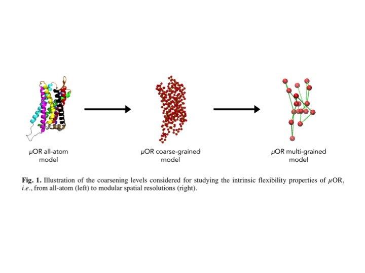 Défense de thèse de doctorat en sciences chimiques : "µ opioid receptor"