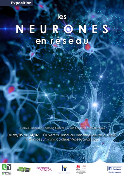 Les neurones en réseau
