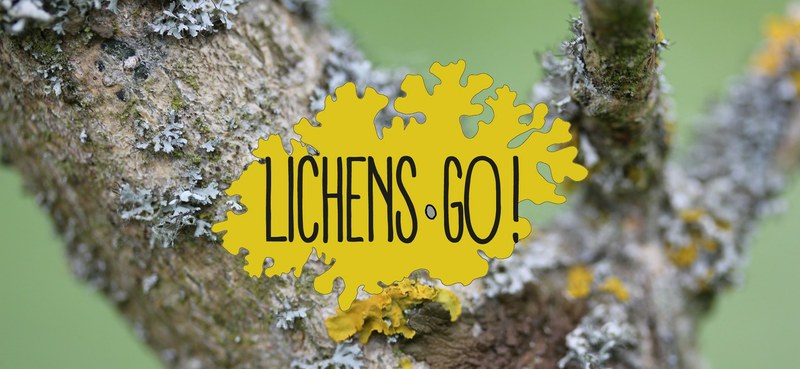 Lichens Go ! : Évaluez la qualité de l’air dans votre quartier