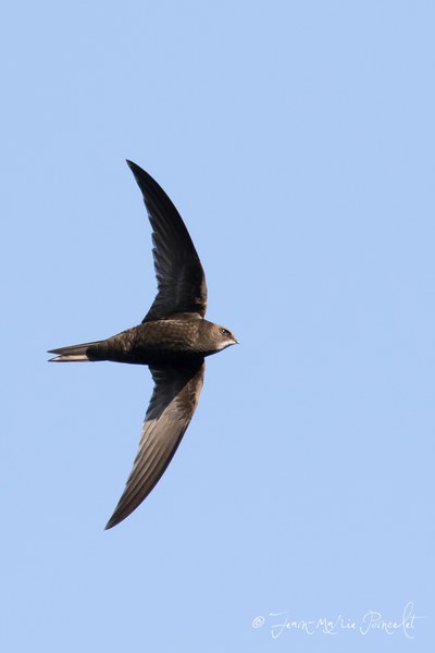 Journée mondiale des martinets : à la découverte de cet oiseau migrateur